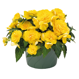 Begonia tuberhybrida F₁ Nonstop® Joy Yellow