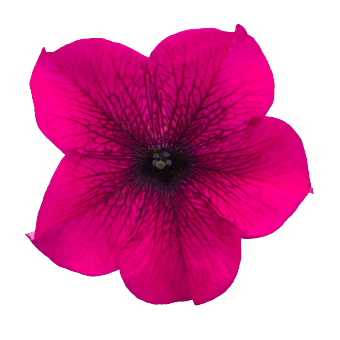 
                        Petunia
             
                        x hybrida grandiflora F₁
             
                        SUCCESS! 360°
             
                        Purple
            