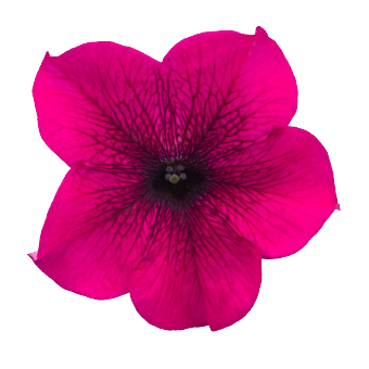 
                        Petunia
             
                        x hybrida F₁
             
                        SUCCESS! 360°
             
                        Purple
            