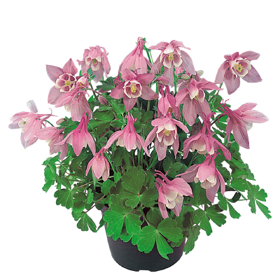 
                        Aquilegia
             
                        flabellata F₁
             
                        Cameo
             
                        Pink & White
            