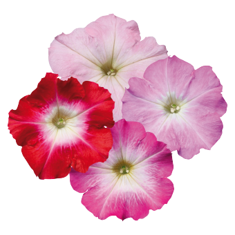Petunia
x hybrida multiflora F₁
Celebrity
Morn Mix