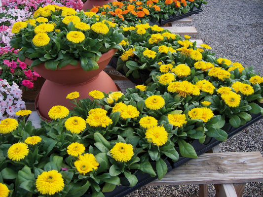 Calendula officinalis Bon Bon Yellow | Benary