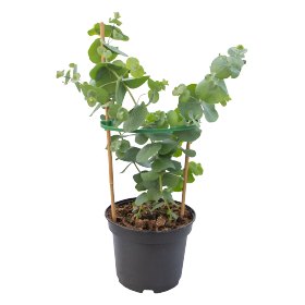 Eucalyptus cinerea Silver Dollar 