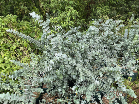 
                        Eucalyptus
             
                        cinerea
             
                        Silver Dollar
            