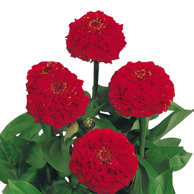 
                        Zinnia
             
                        elegans
             
                        Oklahoma
             
                        Scarlet
            