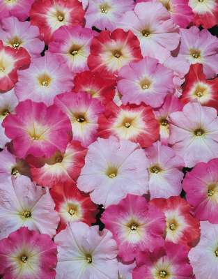 Petunia
x hybrida multiflora F₁
Celebrity
Morn Mix