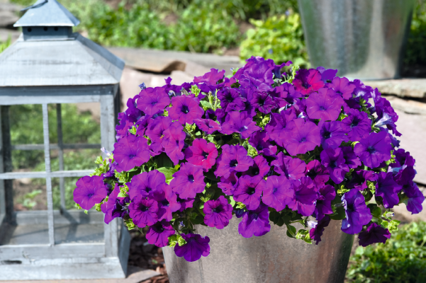 
                        Petunia
             
                        x hybrida F₁
             
                        SUCCESS!® TR
             
                        Violet
            
