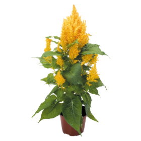 Celosia plumosa Fresh Look Gold