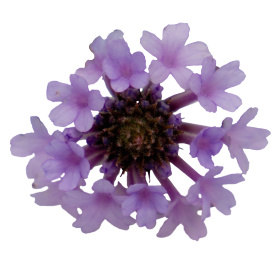 Verbena rigida Polaris® 