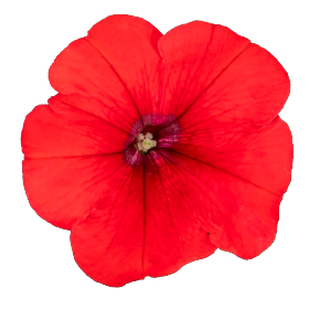   BOOM!™ HD Red