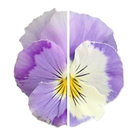   Highflyer™ Light Violet Shades
