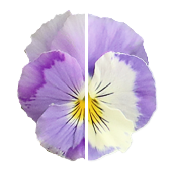 
                        Viola
             
                        wittrockiana F₁
             
                        Highflyer™
             
                        Light Violet Shades
            