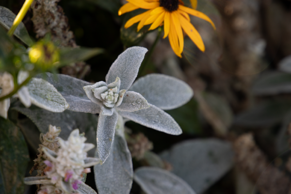 
                        Stachys
             
                        byzantina
             
                        Furby
            