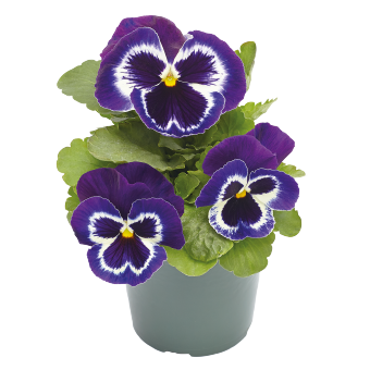 
                        Viola
             
                        wittrockiana F₁
             
                        Inspire® Plus
             
                        Violet Face
            