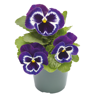 Viola wittrockiana F₁ Inspire® Plus Violet Face | Benary