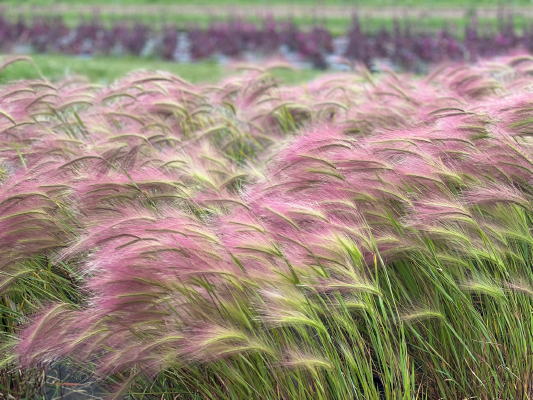 
                        Hordeum
             
                        jubatum
             
                        Ricky
            