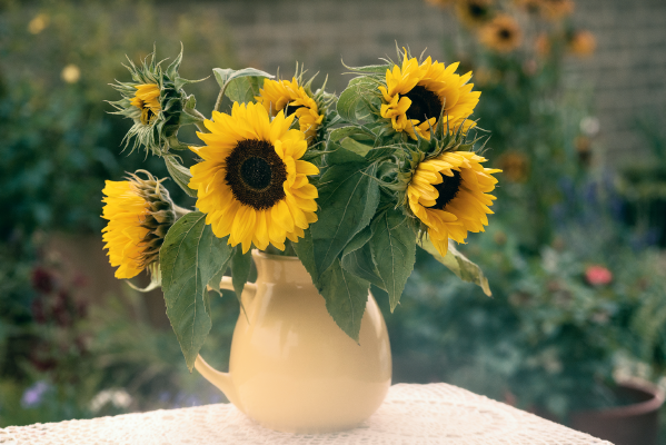 
                        Helianthus
             
                        annuus
             
                        Holiday
            