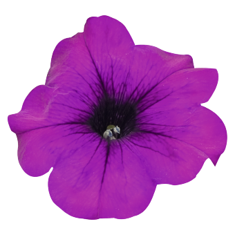 
                        Petunia
             
                        x hybrida F₁
             
                        SUCCESS!® TR
             
                        Violet IMPROVED
            