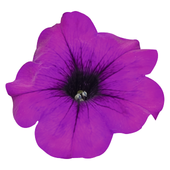 
                        Petunia
             
                        x hybrida F₁
             
                        SUCCESS!® TR
             
                        Violet
            