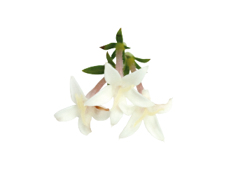 Pentas
lanceolata F₁
Graffiti® OG
White