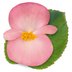   BIG® Pink Green Leaf