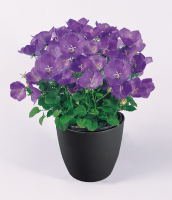 Campanula carpatica Clips Blue | Benary