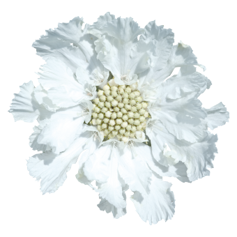 
                        Scabiosa
             
                        caucasica
             
                        Fama®
             
                        White
            