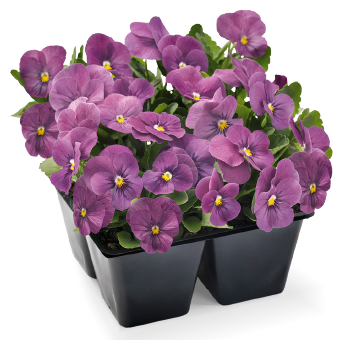 
                        Viola
             
                        cornuta F₁
             
                        Admire®
             
                        Orchid
            