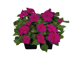 
                        Impatiens
             
                        walleriana F₁
             
                        Lollipop
             
                        Raspberry (Violet)
            