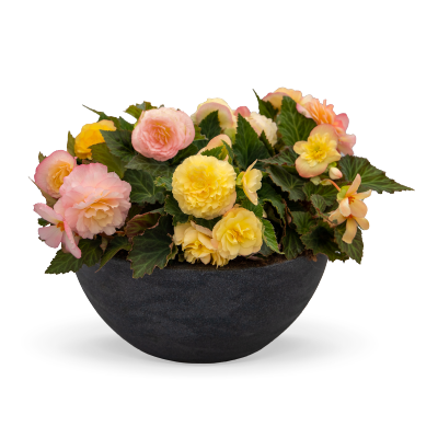 
                        Begonia
             
                        tuberhybrida F₁
             
                        Nonstop®
             
                        Peach Shades
            