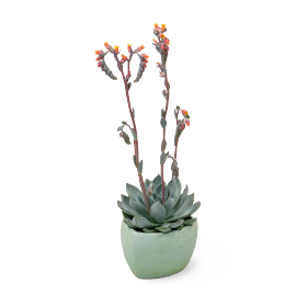 Echeveria peacockii Urban | Benary