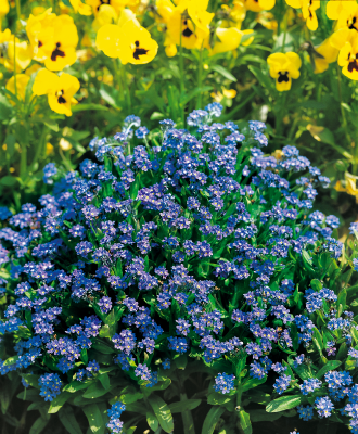 Myosotis
sylvatica
Compindi®