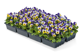 Viola
cornuta F₁
Admire®
Jolly Face
