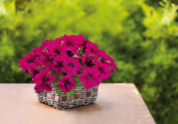 
                        Petunia
             
                        x hybrida F₁
             
                        SUCCESS! 360°
             
                        Purple
            