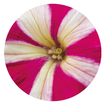 
                        Petunia
             
                        x hybrida grandiflora F₁
             
                        SUCCESS! 360°
             
                        Rose Star
            
