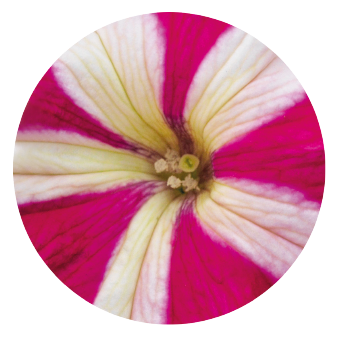 Petunia
x hybrida grandiflora F₁
SUCCESS! 360°
Rose Star