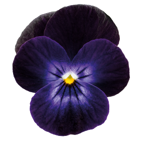  Admire® Deep Purple Face