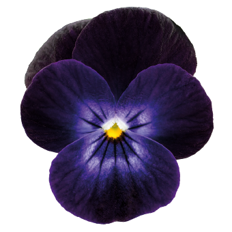 
                        Viola
             
                        cornuta F₁
             
                        Admire®
             
                        Deep Purple Face
            