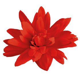   Funky® Red