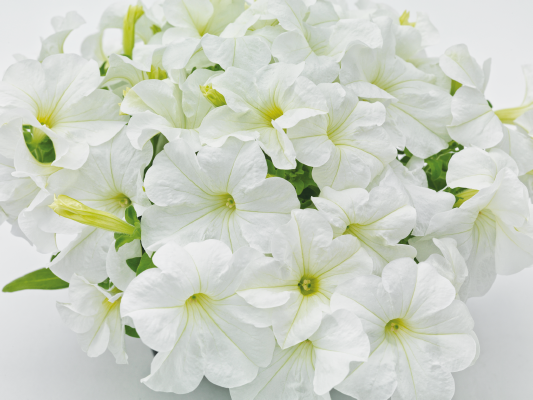 
                        Petunia
             
                        x hybrida grandiflora F₁
             
                        SUCCESS! 360°
             
                        White
            