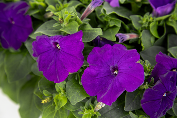 
                        Petunia
             
                        x hybrida F₁
             
                        BOOM!™ HD
             
                        Blue
            