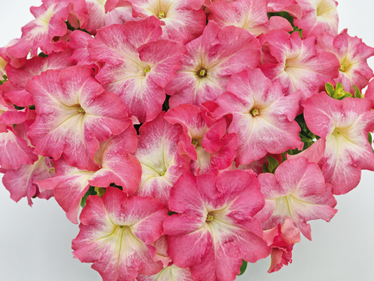 
                        Petunia
             
                        x hybrida F₁
             
                        SUCCESS! HD
             
                        Salmon Morn
            