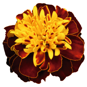 Tagetes patula Super Hero Spry