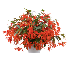 Groovy Orange