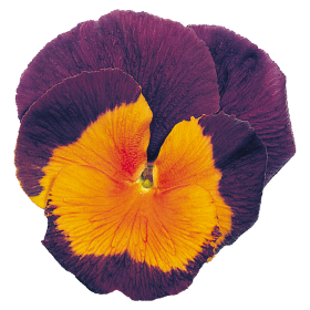 Viola wittrockiana F₂ Joker® Jolly® Joker