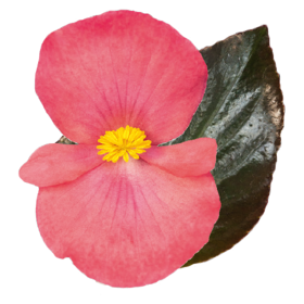 Begonia x benariensis F₁ BIG® DeluXXe® Rose Bronze Leaf