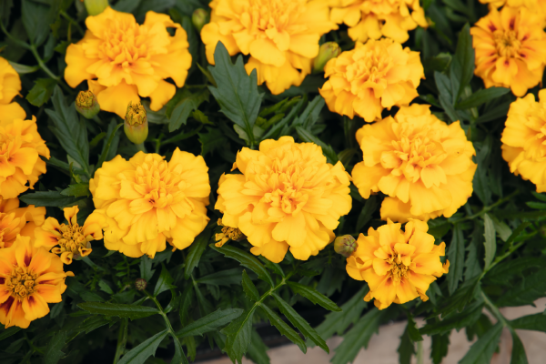 Tagetes patula Super Hero Gold | Benary