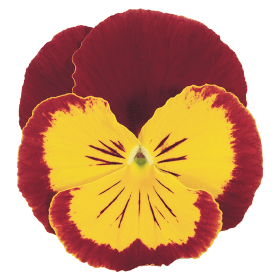   Joker® Red &amp; Gold