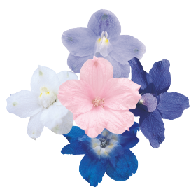 Delphinium grandiflorum Summer 