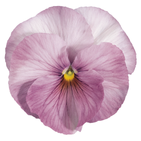 Inspire® Lilac Shades